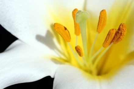 00103094 vit orkidé